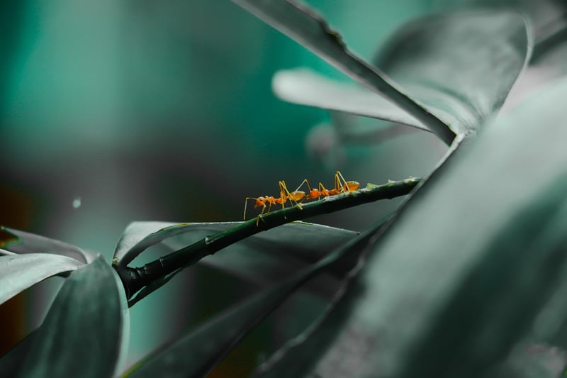 Ants