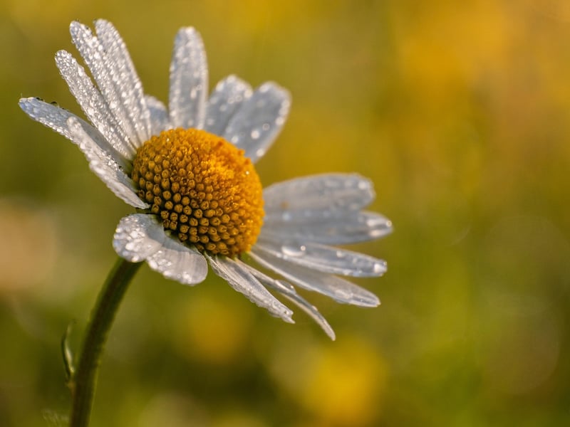 Daisy in a garden