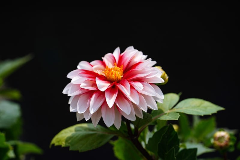 Gardening in limited areas