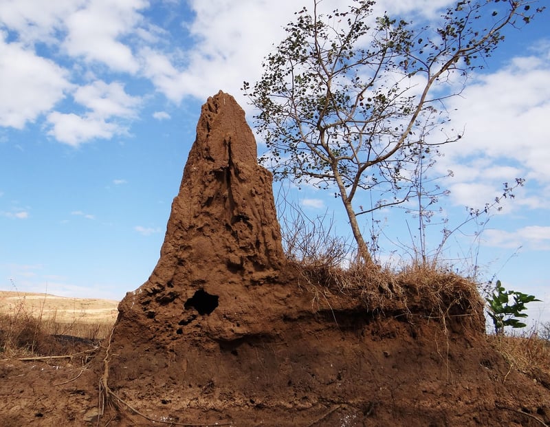 Termite